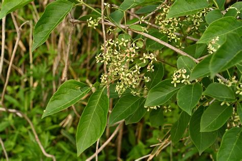 木名|庭木図鑑 植木ペディア